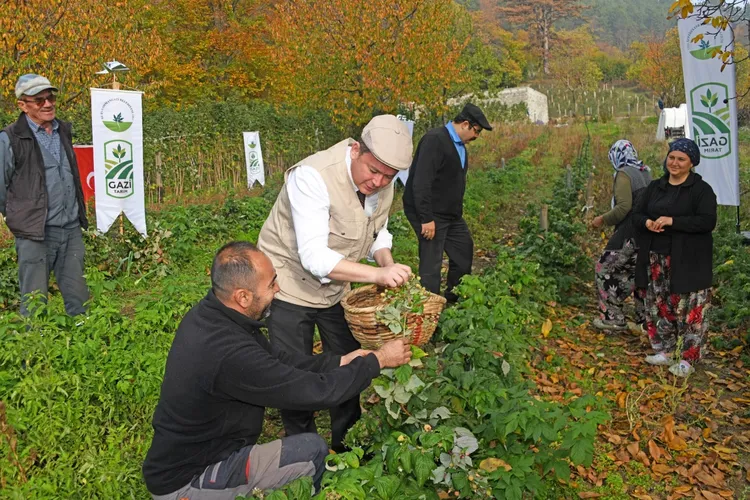 Bursa Osmangazi’de üzümsüz meyvelerde organik seferberlik… İlk hasat Başkan Aydın’dan